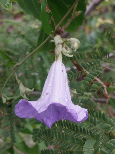 Bonamia spectabilis