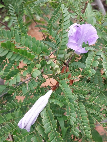 Bonamia spectabilis, photograph 2