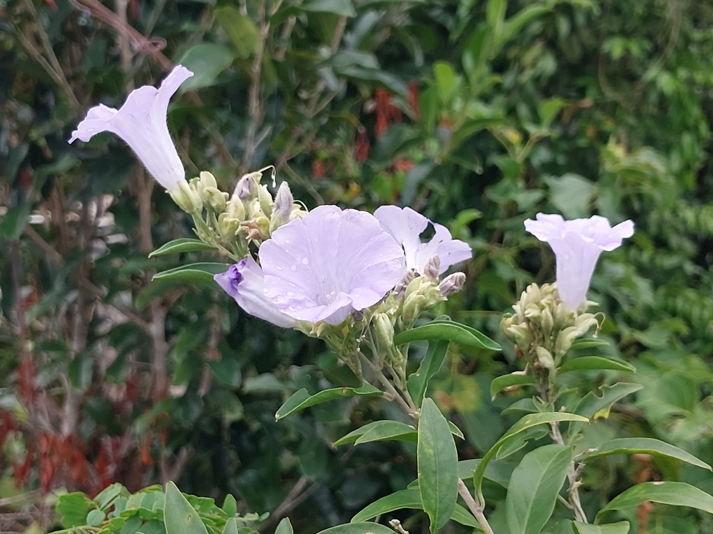 Bonamia spectabilis; photograph (c) Stuart Cable, some rights reserved (CC BY)