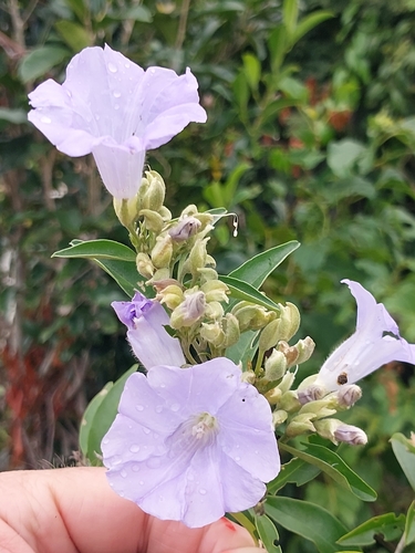 Bonamia spectabilis, photograph 3