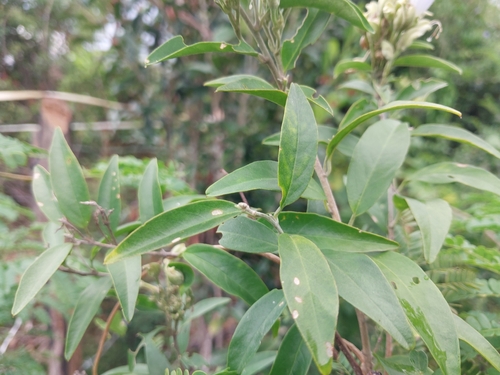 Bonamia spectabilis, photograph 4