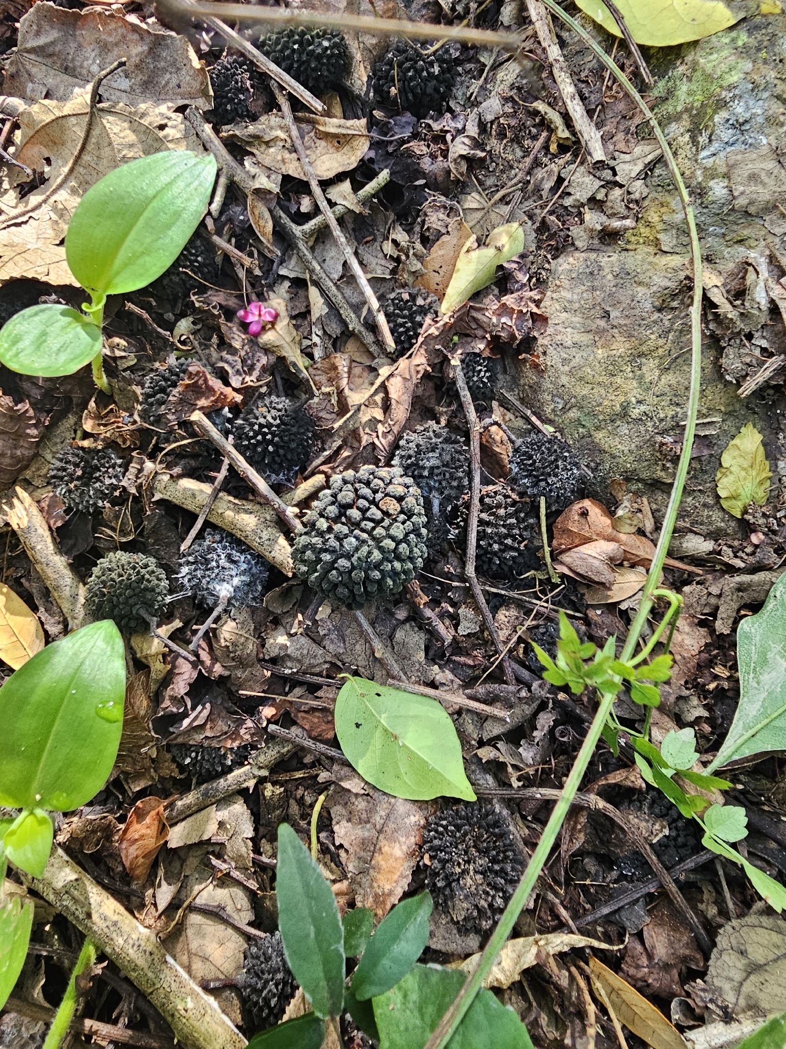 Bastardcedar (Guazuma ulmifolia)