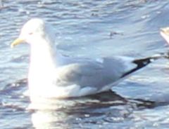 Larus canus