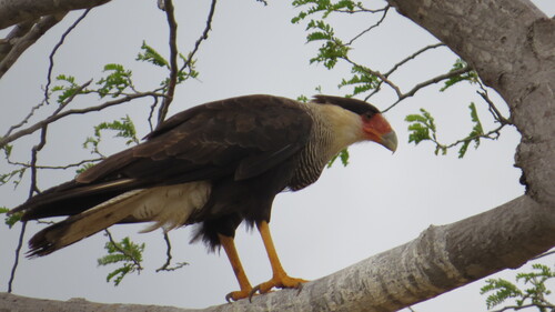 Crested Caracara