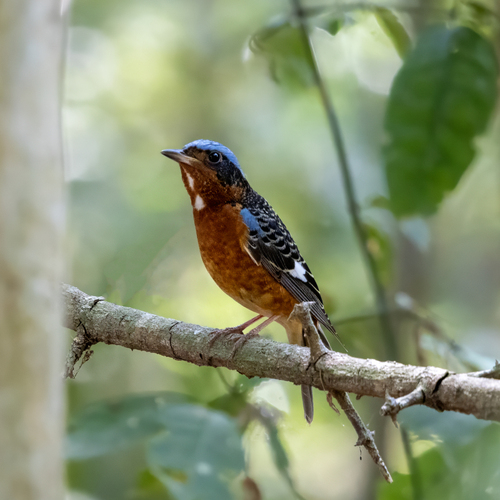 White-throated Rock Thrush (Monticola gularis)
