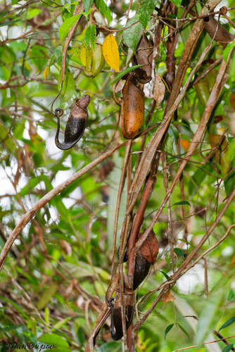 Nepenthes bicalcarata
