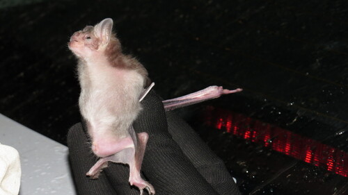Common Vampire Bat