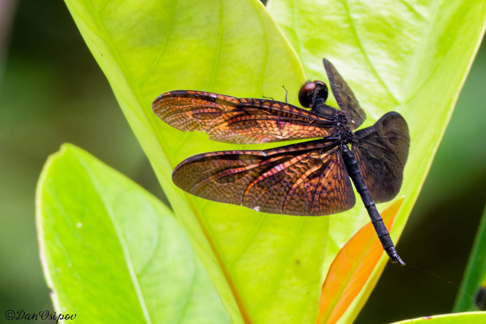 Bornean Brown Flutterer