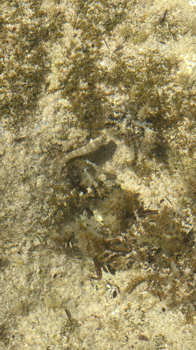 Salaria pavo