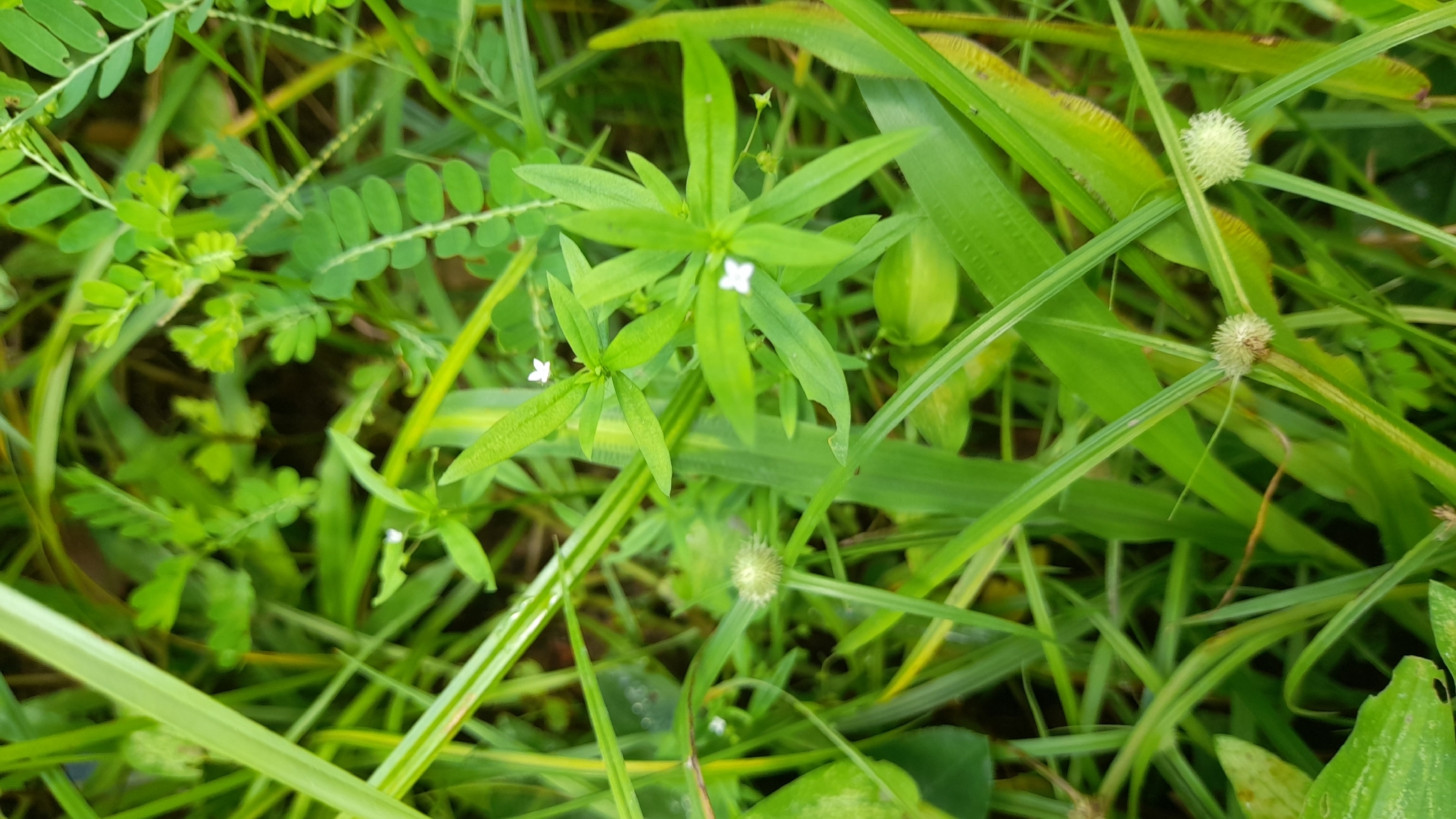 Oldenlandia corymbosa