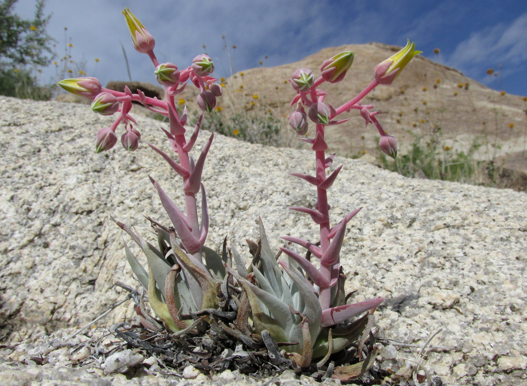 Dudleya saxosa ssp. aloides