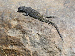 Liolaemus flavipiceus