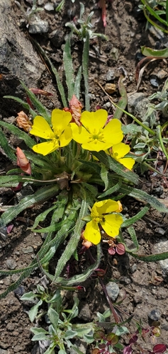 Image of Tetrapteron graciliflorum by no rights reserved