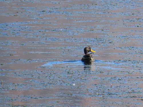 iNaturalist: (c) Nicolaas Myburgh, some rights reserved (CC BY-NC), uploaded by Nicolaas Myburgh iNaturalist image