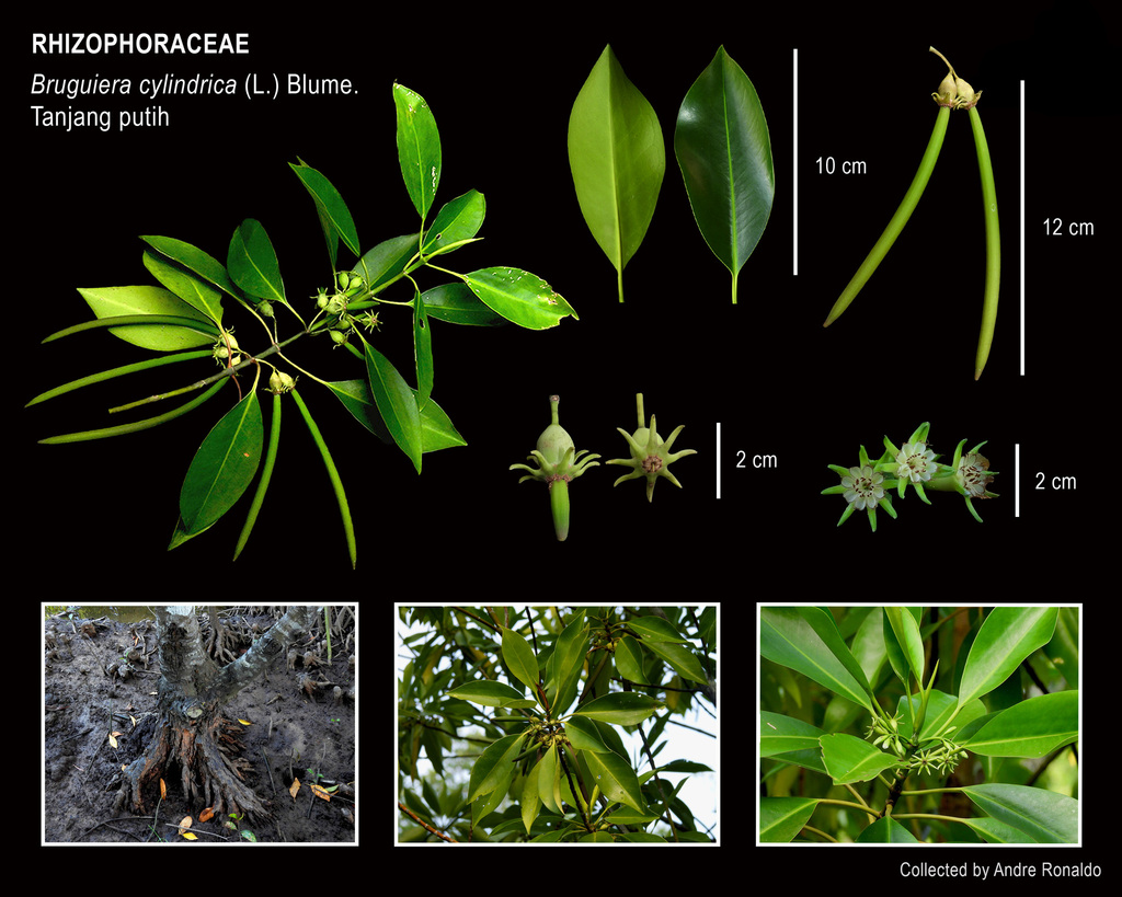 Bakau Putih (Bruguiera cylindrica)