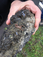 Serradigitus gertschi