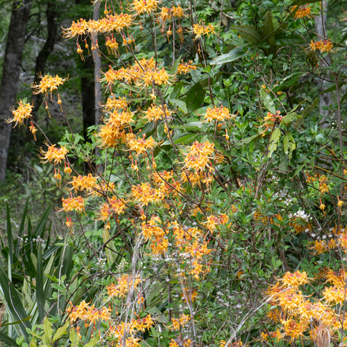 Florida azalea