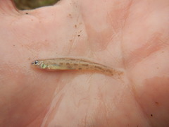 Etheostoma chlorosoma