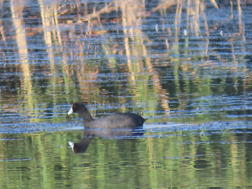 iNaturalist: (c) Nicolaas Myburgh, some rights reserved (CC BY-NC), uploaded by Nicolaas Myburgh iNaturalist image