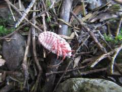 Coelostomidia zealandica