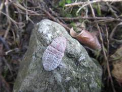 Coelostomidia zealandica