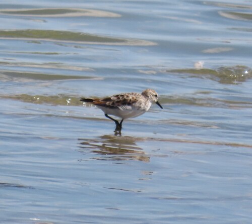 iNaturalist: (c) Fiona Hellmann, some rights reserved (CC BY-NC), uploaded by Fiona Hellmann iNaturalist image