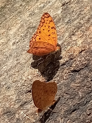 Common Leopard