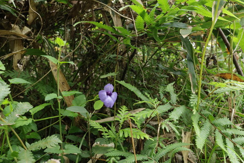 Lesser Torenia (Torenia concolor)