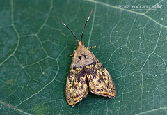 Rhobonda gaurisana