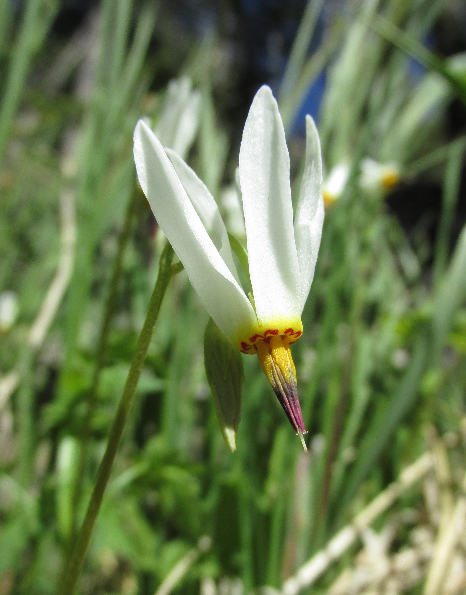Primula standleyana