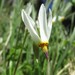 Primula standleyana - Photo (c) Rob Klotz,  זכויות יוצרים חלקיות (CC BY-NC)