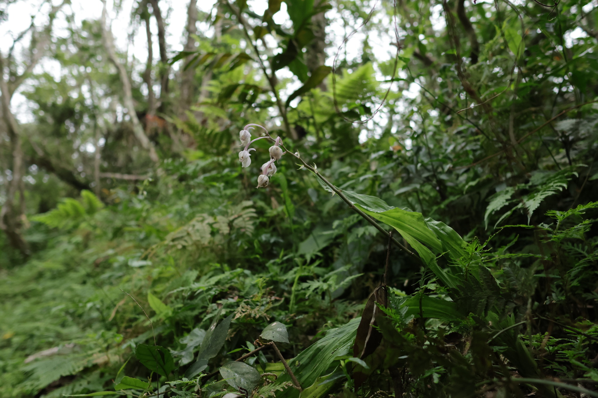 Calanthe arisanensis