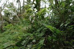 Calanthe arisanensis