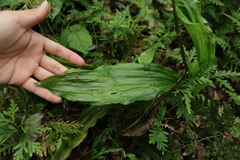 Calanthe arisanensis, photograph (c) 林正文, some rights reserved (CC BY)