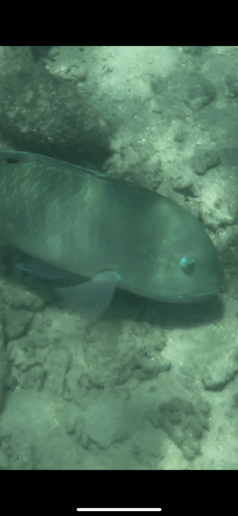 Blackspot Tuskfish