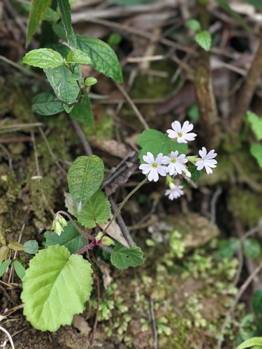 Primula obconica, 2026-03-31