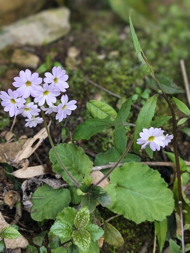 Primula obconica, 2026-03-31