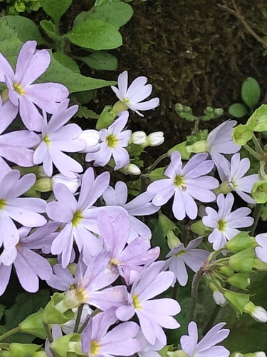 Primula obconica, 2026-03-31