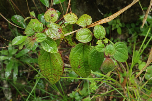 Bredia dulanica, photograph 6