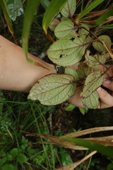 Bredia dulanica, photograph (c) 林正文, some rights reserved (CC BY)