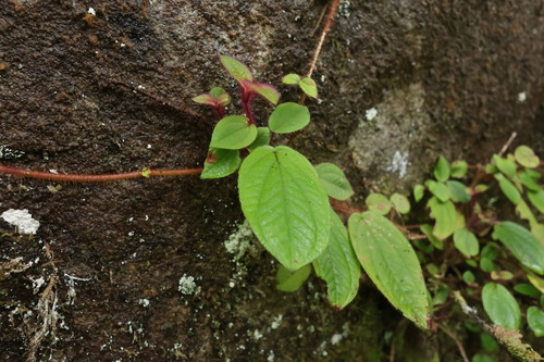 Bredia dulanica