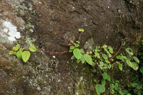 Bredia dulanica, photograph 1