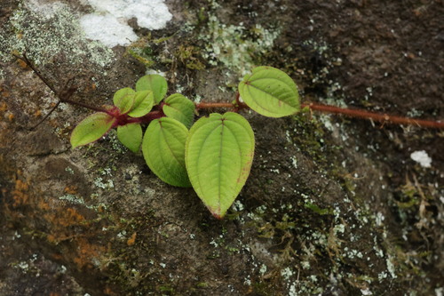 Bredia dulanica, photograph 2