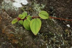 Bredia dulanica, photograph (c) 林正文, some rights reserved (CC BY)