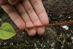 Bredia dulanica, photograph (c) 林正文, some rights reserved (CC BY)