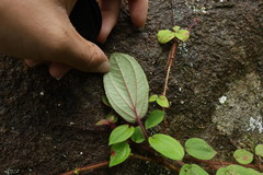 Bredia dulanica, photograph (c) 林正文, some rights reserved (CC BY)
