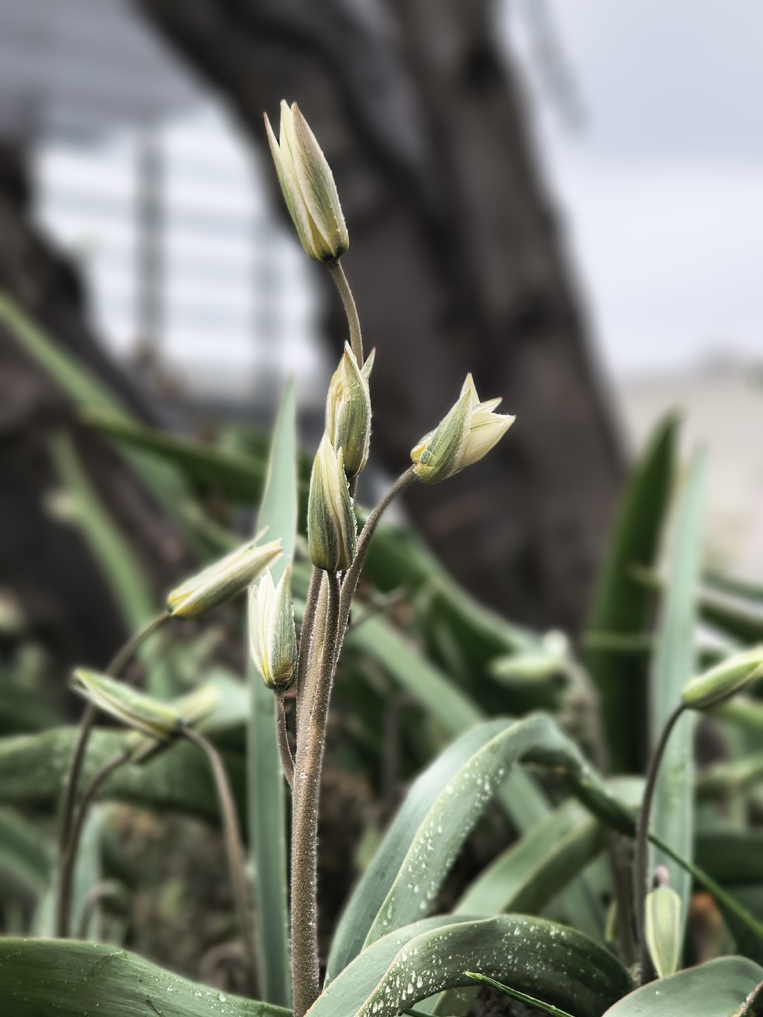 Tulipa bifloriformis