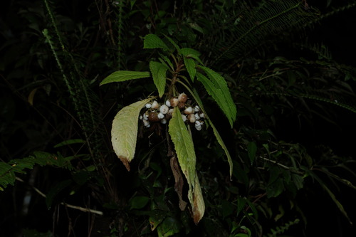 Discolored Obovate Rhynchotechum (Rhynchotechum discolor)