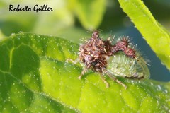 Cyphonia clavigera