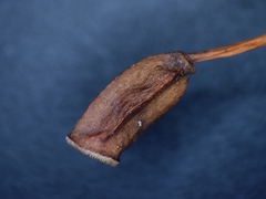 Polytrichum pallidisetum